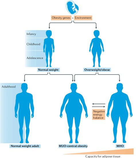 Full Download Genetics Of Human Obesity An Overview 