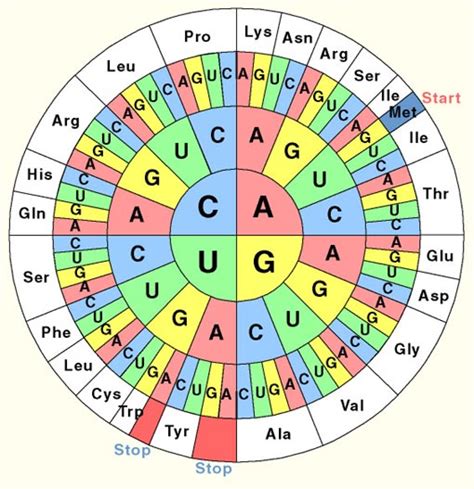 genetische code