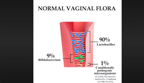 genital flora