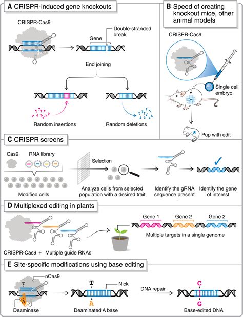 Genome Engineering Using The Crispr Cas9 System Mit