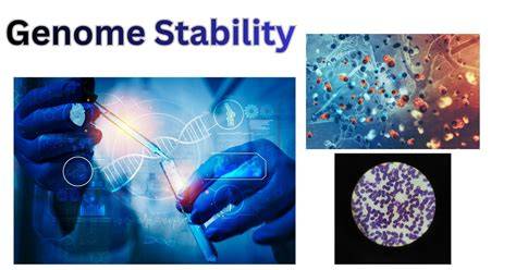 genome stability
