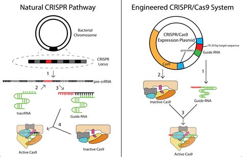 Full Download Genome Engineering Using The Crispr Cas9 System Mit 
