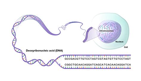 genomic dna