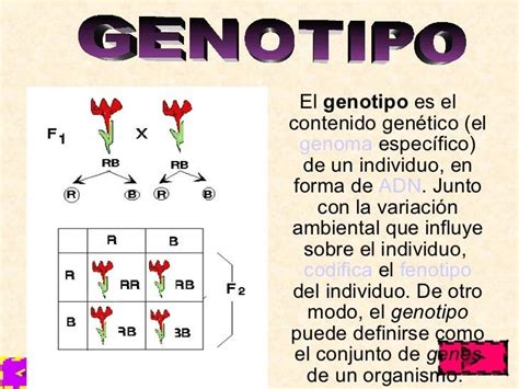 genotipo - biologa