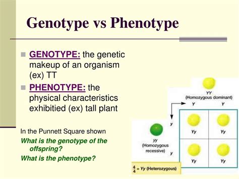 Download Genotypes And Phenotypes For One Trait Answers 