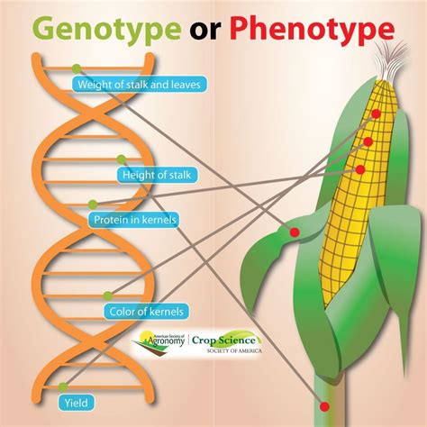 Download Genotyping By Sequencing For Plant Breeding And Genetics 