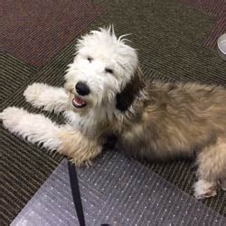George The Sheepadoodle