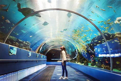 georgia acquarium