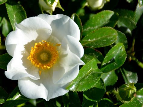 georgia flower