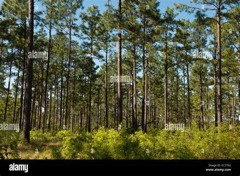 georgia pine