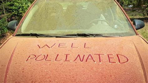 georgia pollen count
