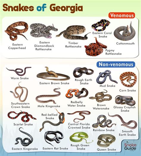 georgia snakes