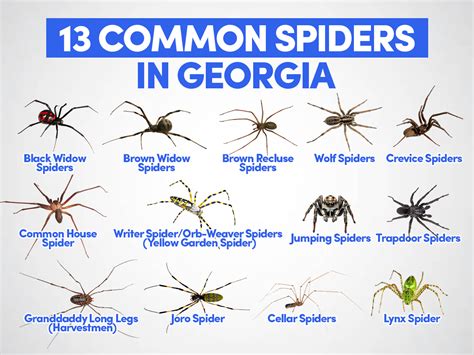 georgia spiders