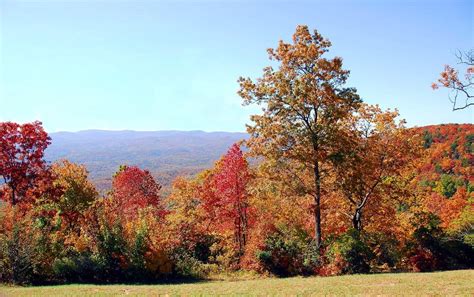georgia trees