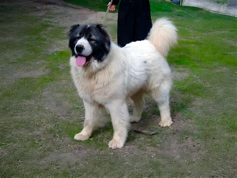 georgian shepherd