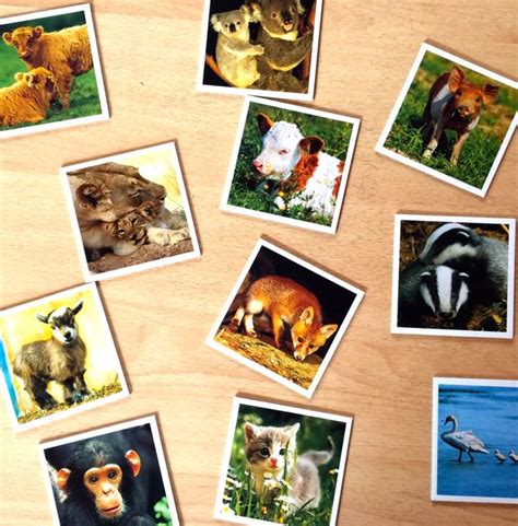 geräusche memory tiere