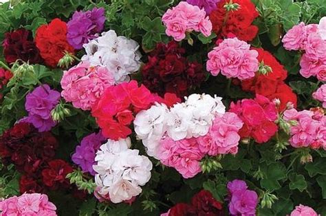 geranium colors