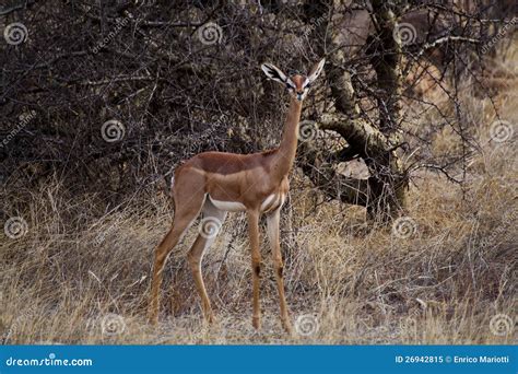 gerenuk nell