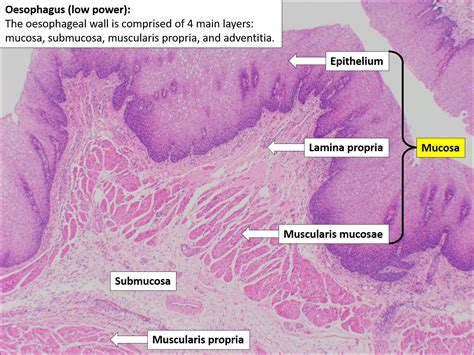 Germ Layer Esophagus