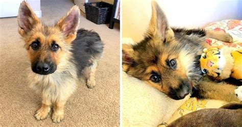 German Shepherds With Dwarfism