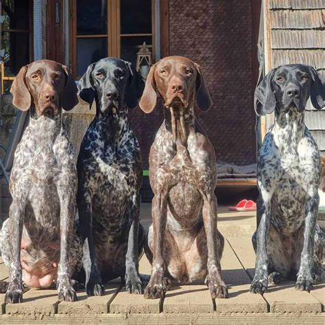 german shorthaired pointer colors