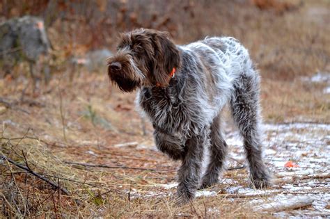 German Wirehaired Griffon