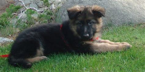Download German Shepherd 101 How To Care For German Shepherd Puppies And Have A Healthy Happy Dog German Shepherd Puppies German Shepherd 