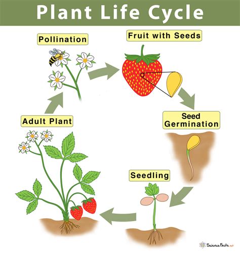 Germination Or Life Cycle Of A Plant Booklet Life Cycle Of A Plant Booklet - Life Cycle Of A Plant Booklet