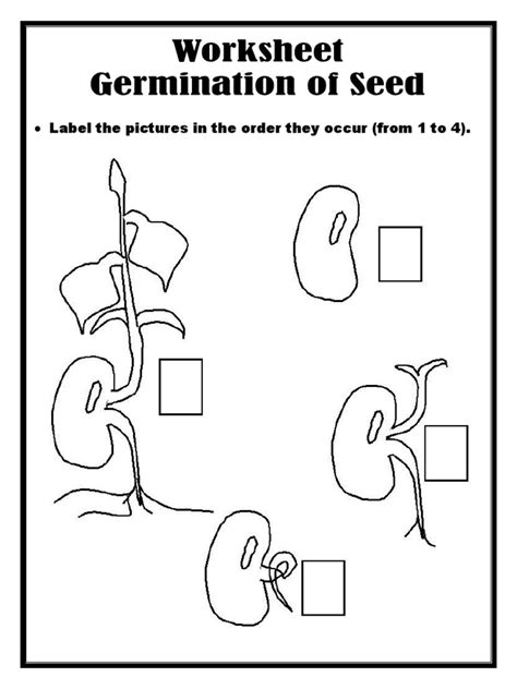 Germination Worksheet Seed Growth Observation Activity Twinkl Steps To Planting A Seed Worksheet - Steps To Planting A Seed Worksheet