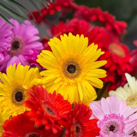 germini | Germini Perfect Gift United Kingdom in hoa