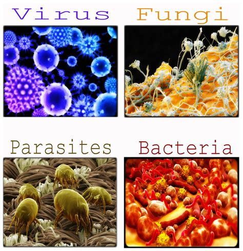 Germs And Disease Science For The Public Germ Science - Germ Science