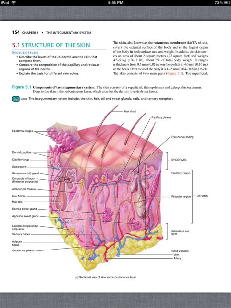 Get And Download Integumentary System Pearson Education The Integumentary System Worksheet Answer Key - The Integumentary System Worksheet Answer Key