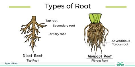 Get To The Root Of It 1 Answer Key