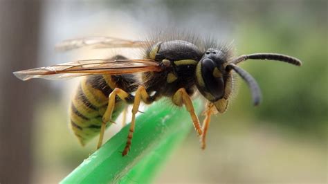 geting drottning vinter