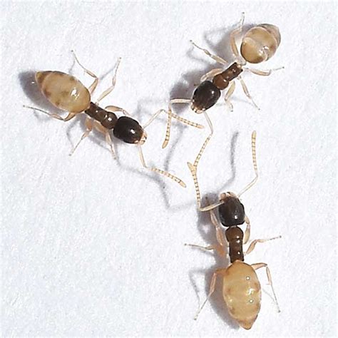 ghost ants florida
