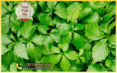 giảo cổ lam | Gio c lam l g C tc