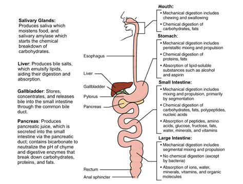 Gi Tract Concept Map