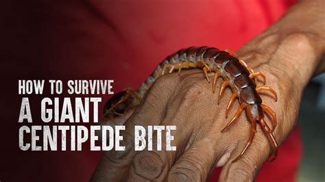 Giant Centipede Bite