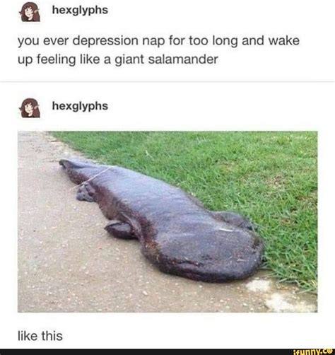 Giant Salamander Memes