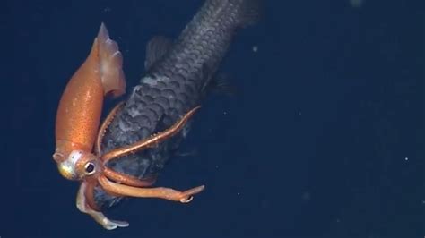 giant squid fight