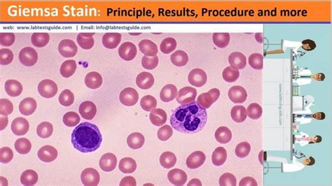 Giemsa Stain Procedure