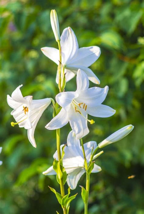 Read Online Giglio Bianco 