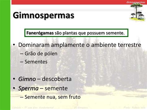 gimnospermas-1