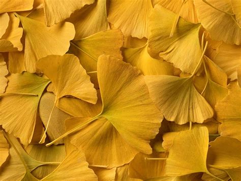 ginkgo | Ginkgo Biloba Cng dng v cch dng