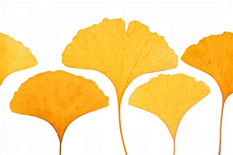 ginkgo biloba dikkat eksikliği