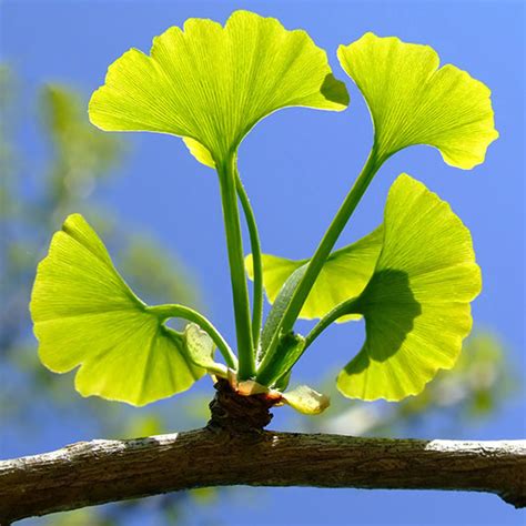 ginkgo växt
