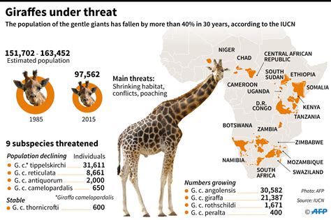 giraffe extinction