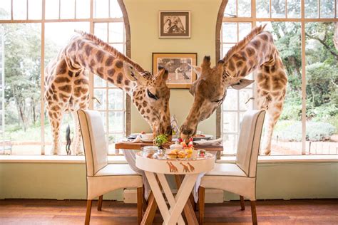 Giraffe Hotel