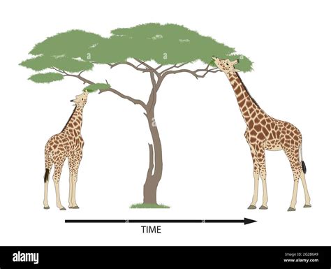 Giraffe Natural Selection