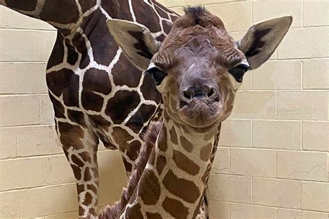 Giraffe Weight At Birth